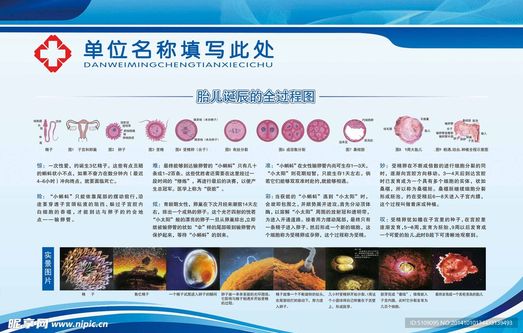 胎儿诞生全过程