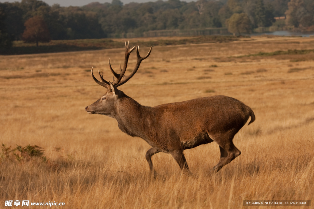 草原棕色麋鹿图片