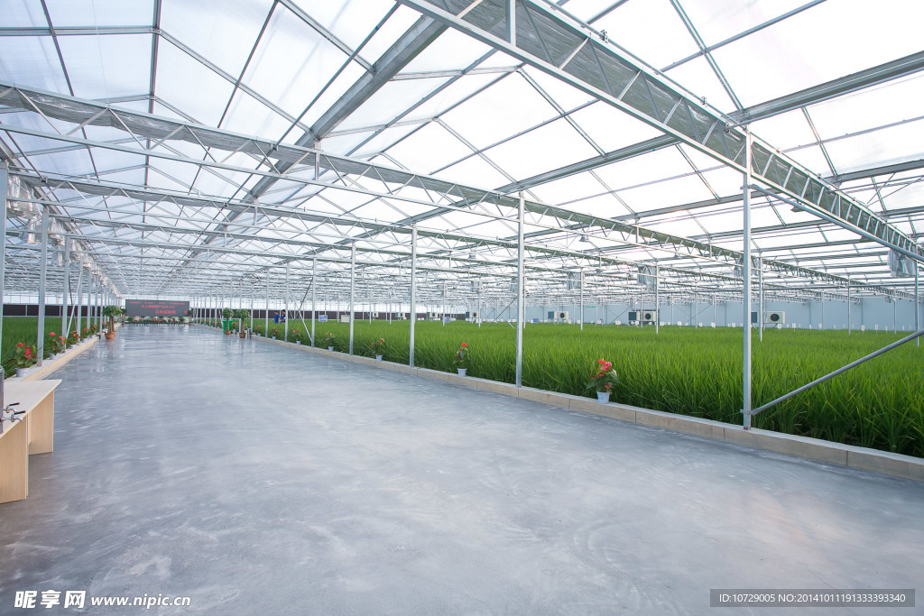 农业水稻育种大棚道路