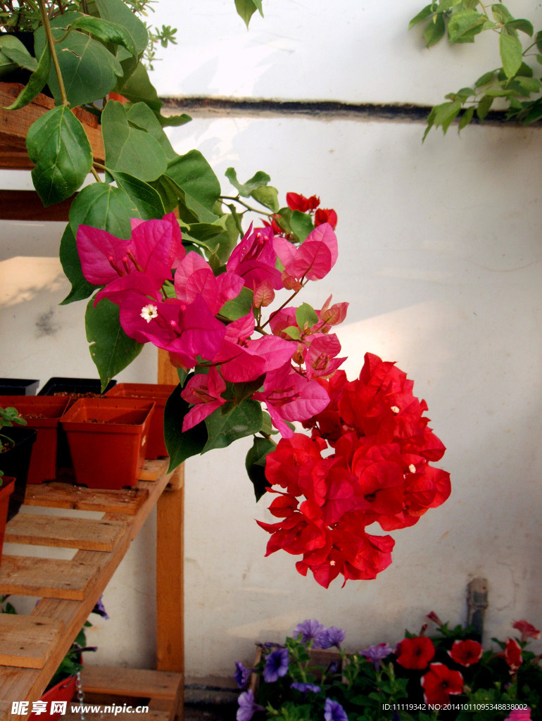 三角梅单瓣中国红