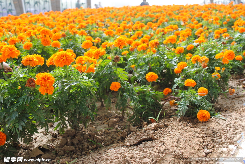 孔雀草 万寿菊 植物 