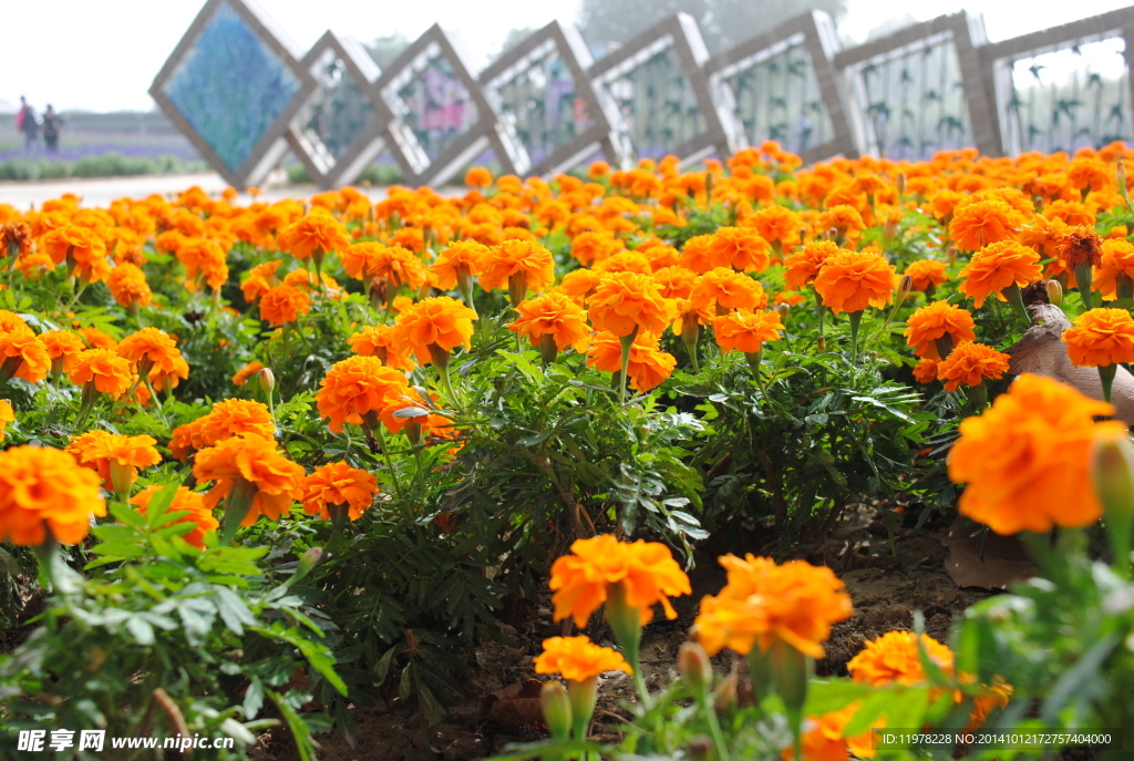 孔雀草 万寿菊 植物 