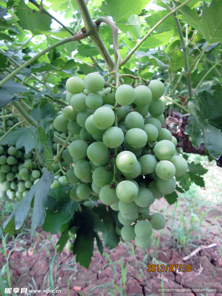 绿葡萄