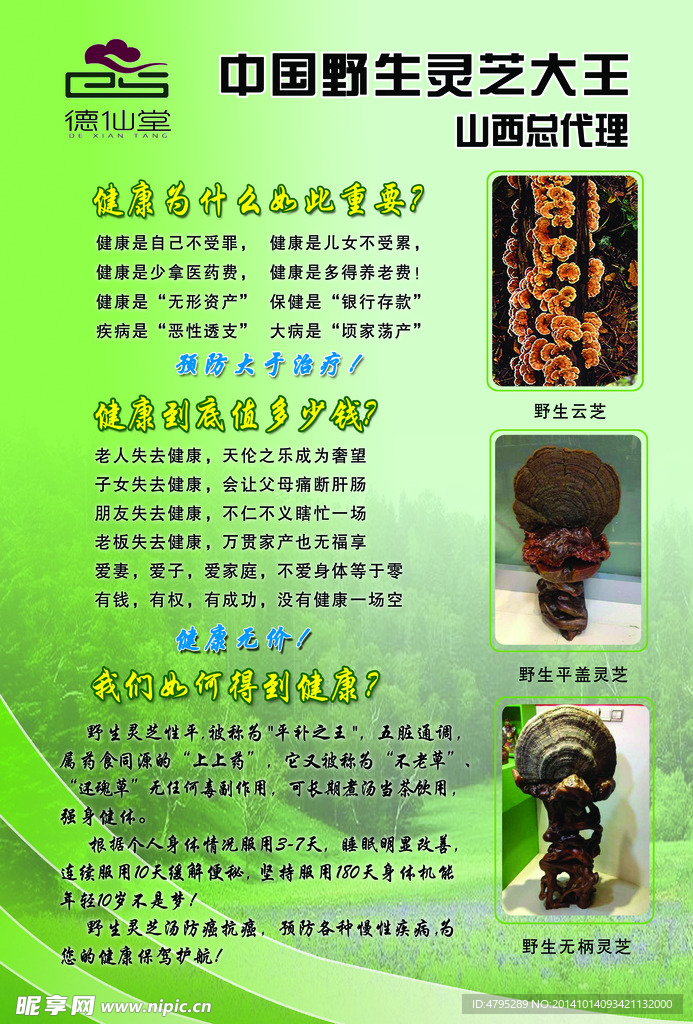 野生灵芝宣传单页海报