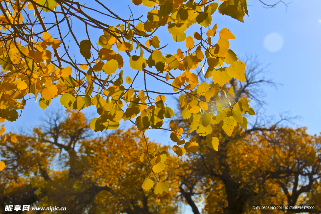 胡杨林 叶子