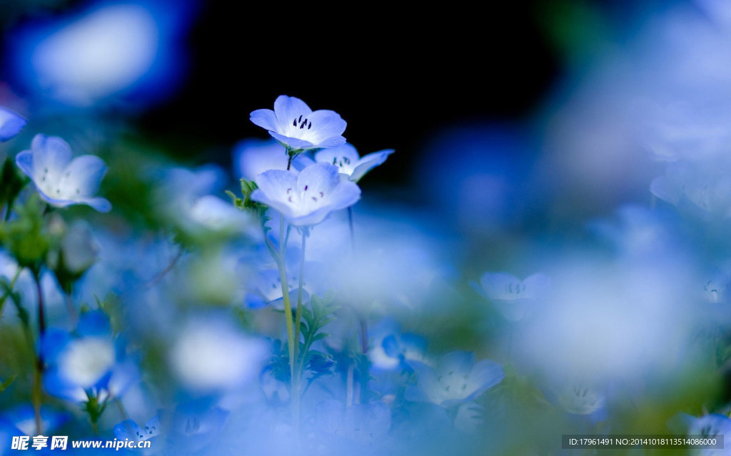 奥林匹克公园野花