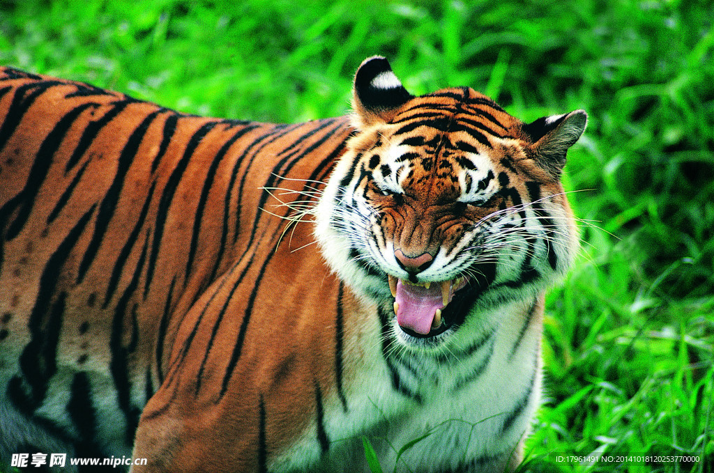 秦皇岛野生动物园老虎