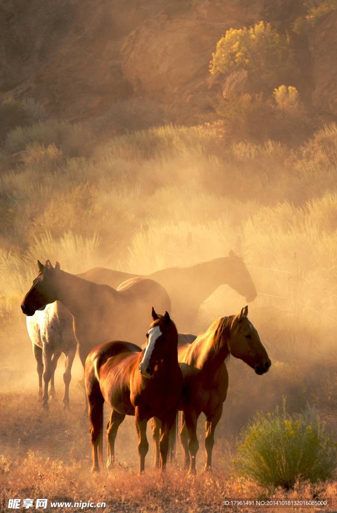 野生动物园骏马