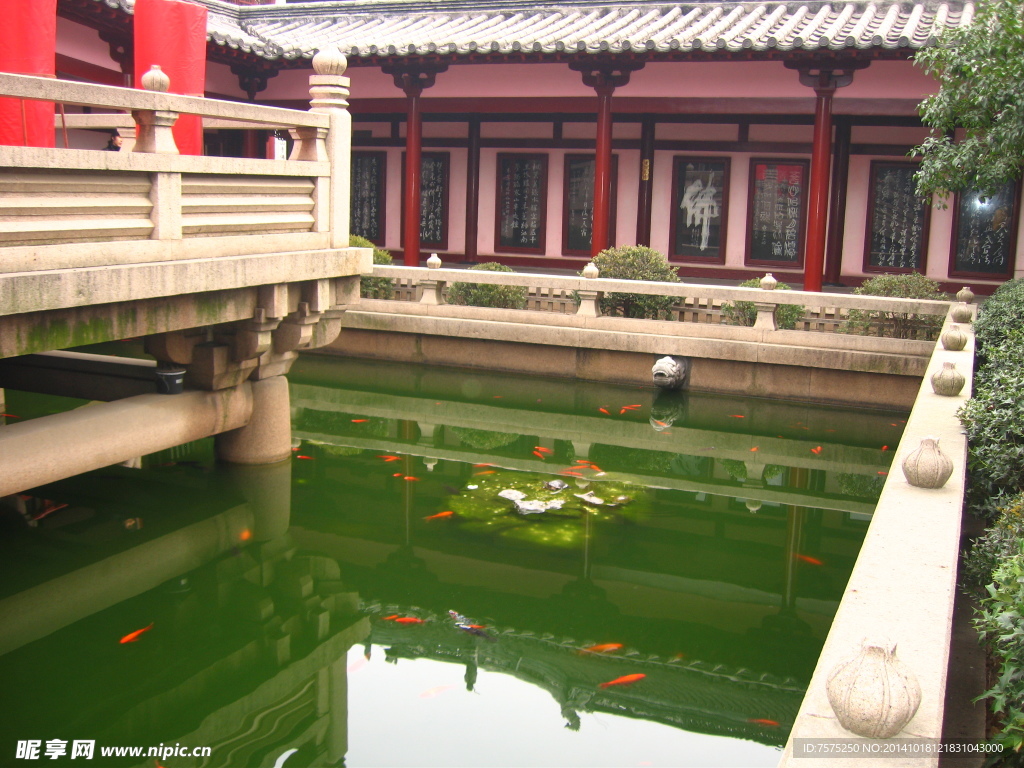 寒山寺放生池鲤鱼