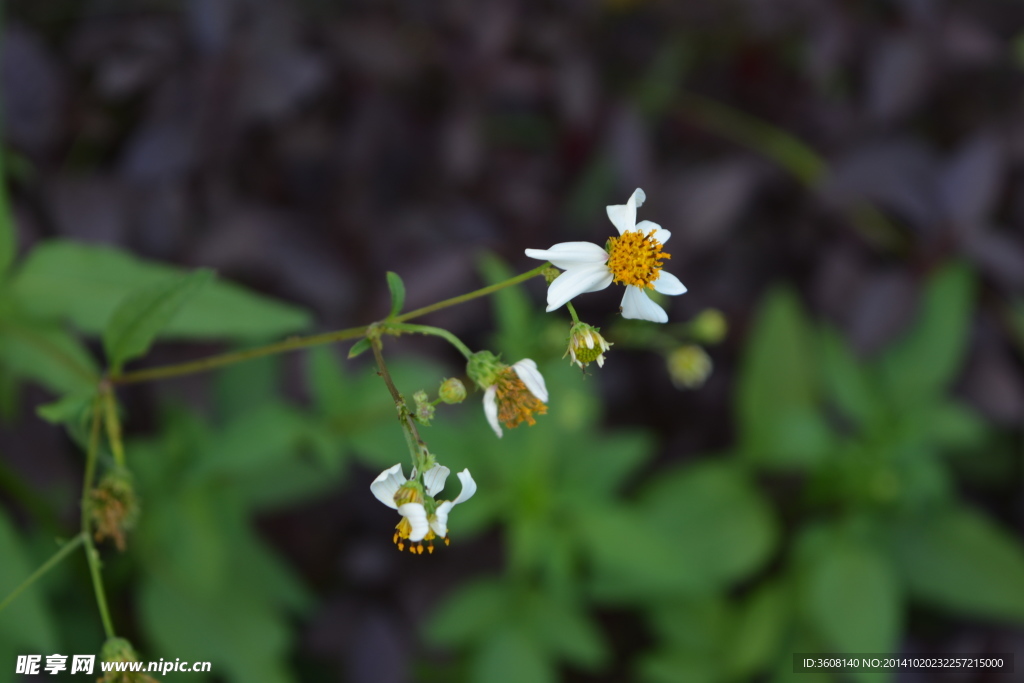 花 植物花 小花 花草 