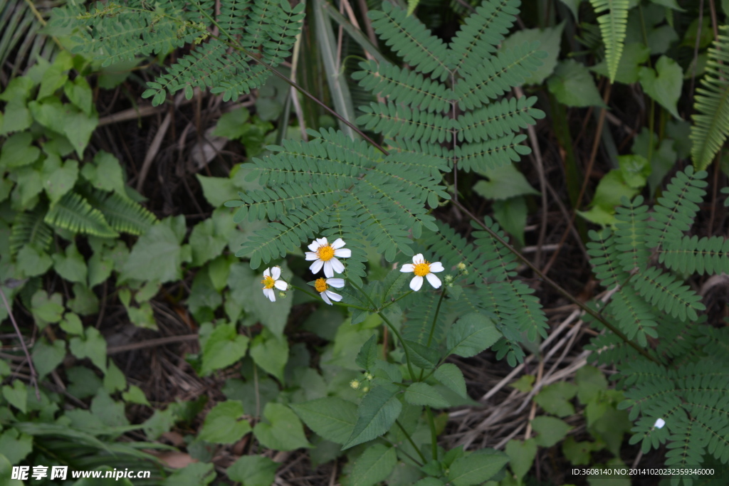 花 植物花 小花 花草 