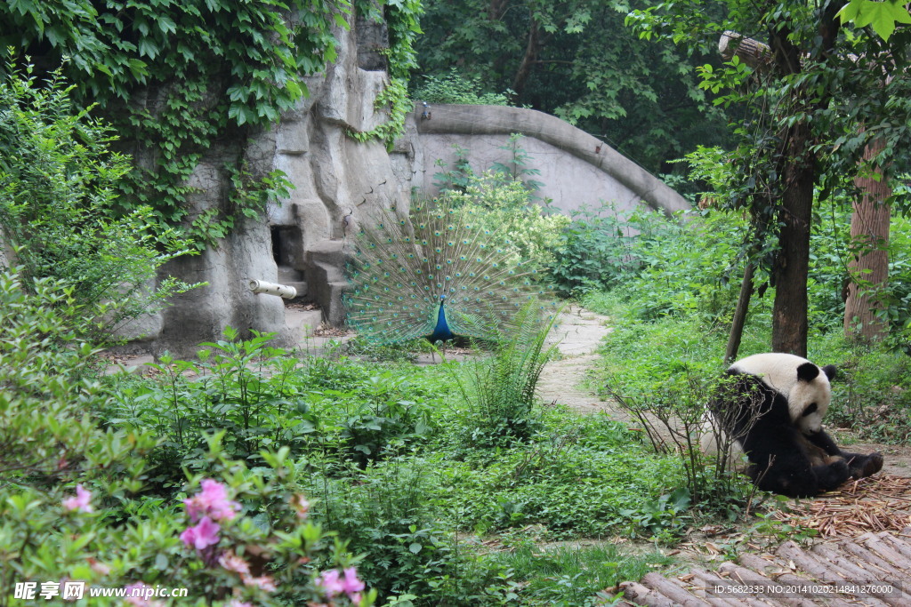 熊猫和孔雀
