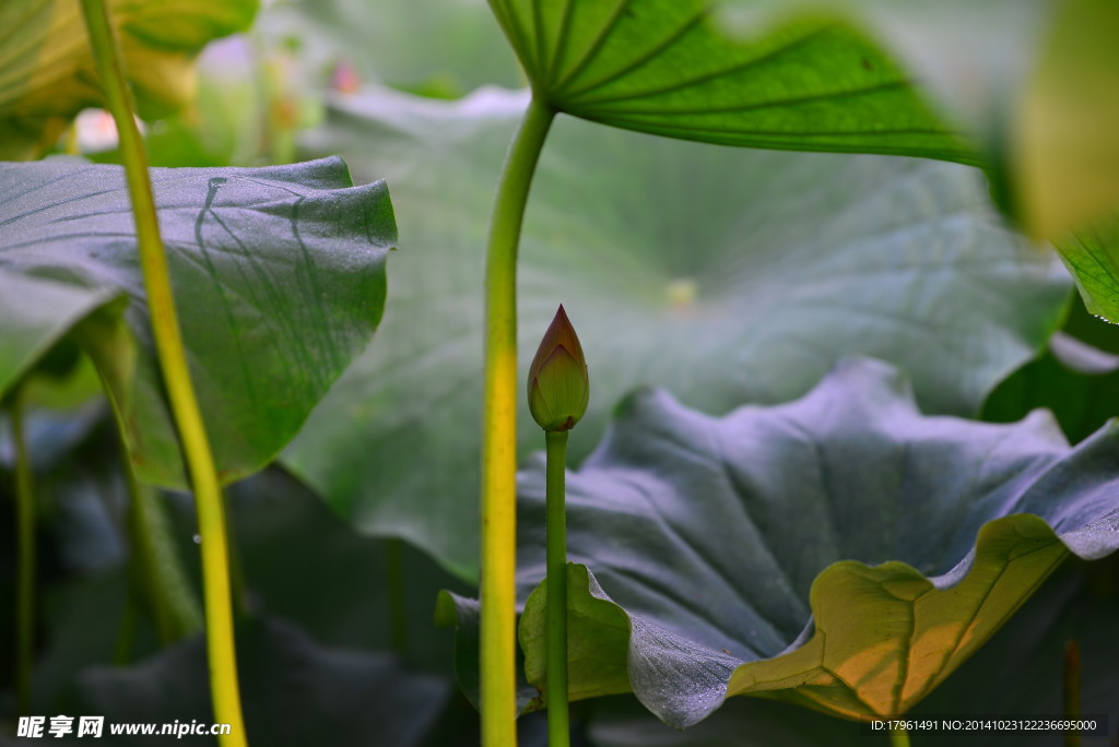 奥林匹克公园荷叶