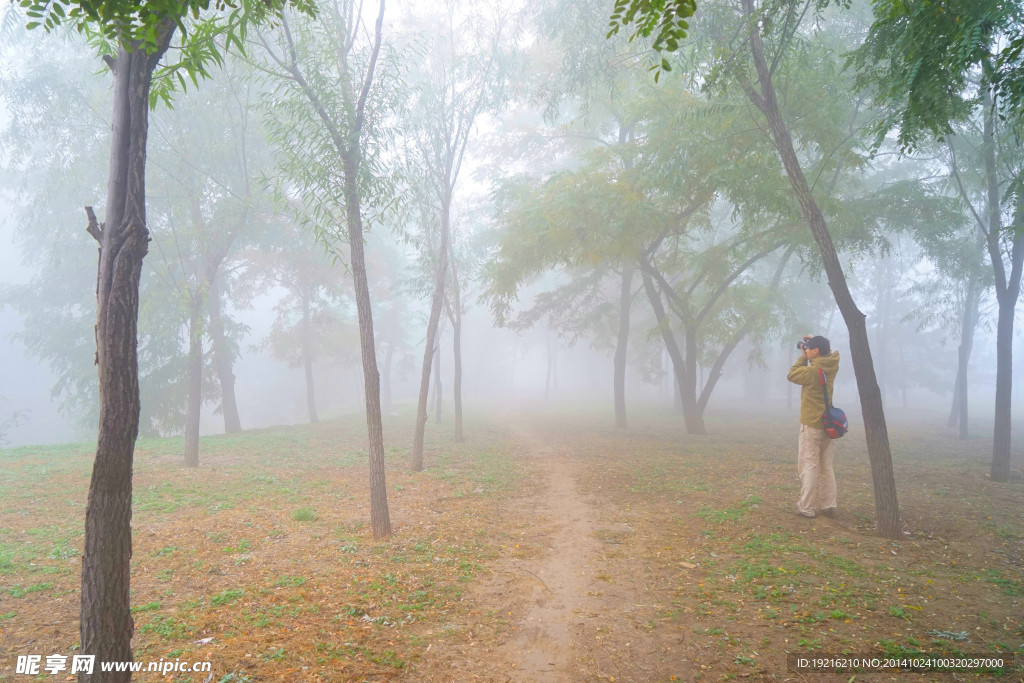 大雾 花草  树木