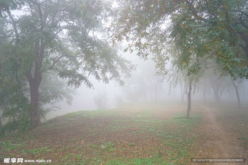 大雾 花草  树木