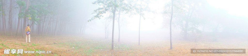 大雾 花草  树木