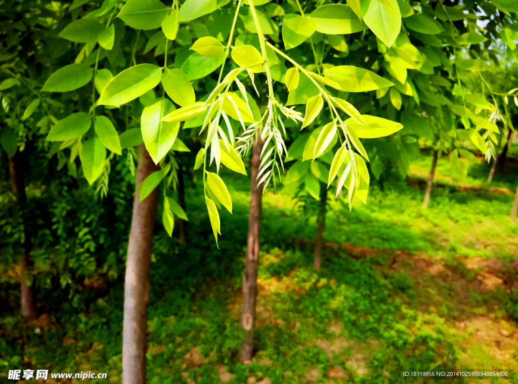 公园里的那抹绿