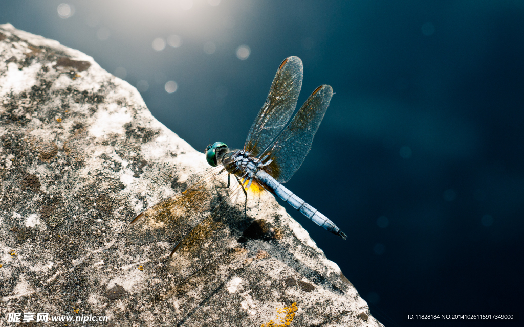 蓝色的蜻蜓