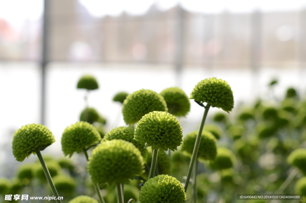 绿色菊花新品种