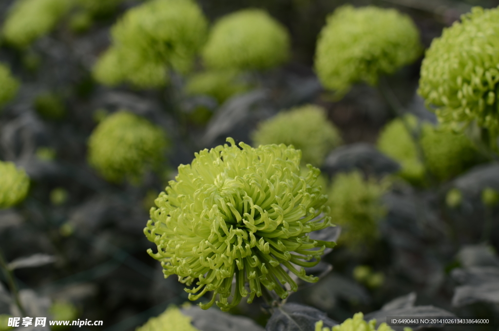 绿色菊花特写