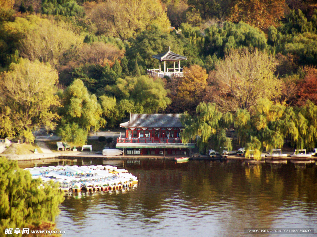 风景 摄影 树林