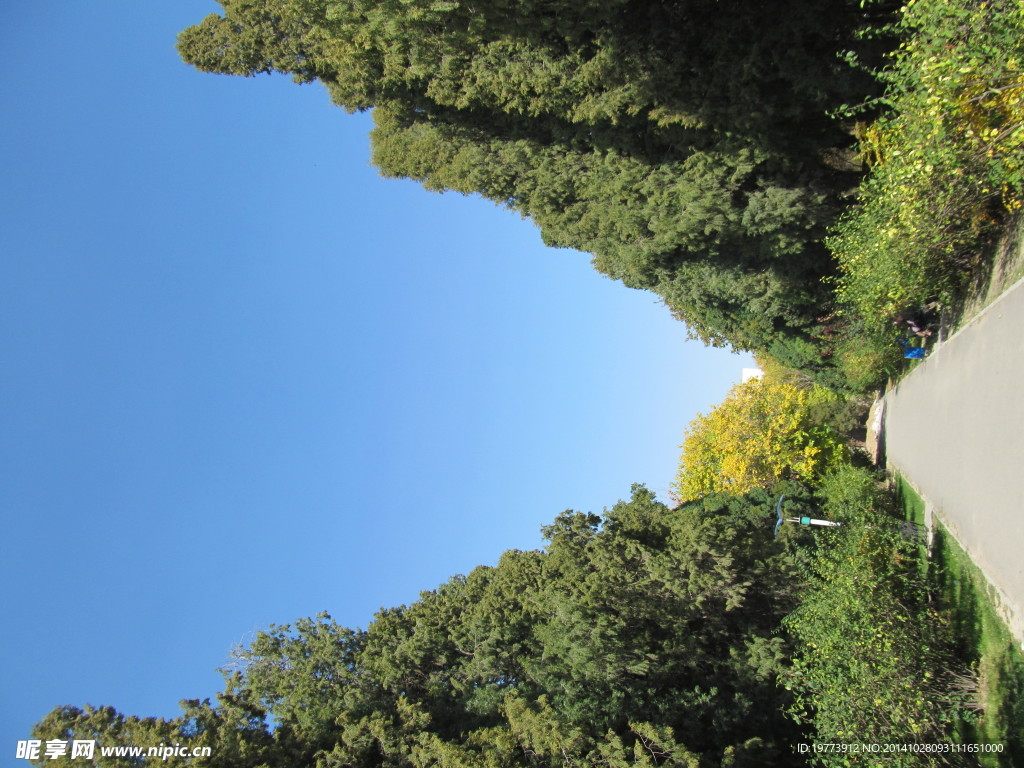 透视效果翠绿松树