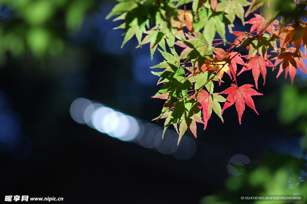树叶 枫叶
