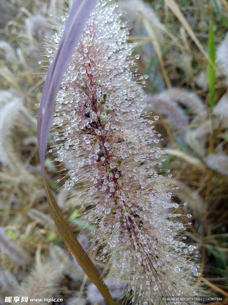 狗尾巴草水珠高清图