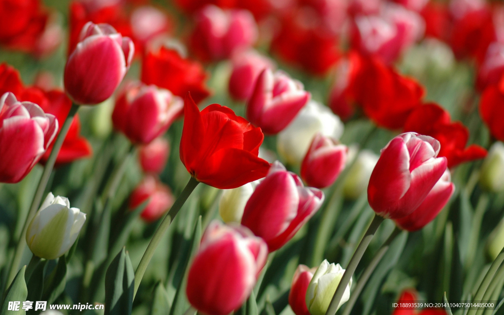 红色漂亮郁金香