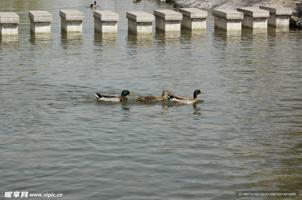 野鸭戏水