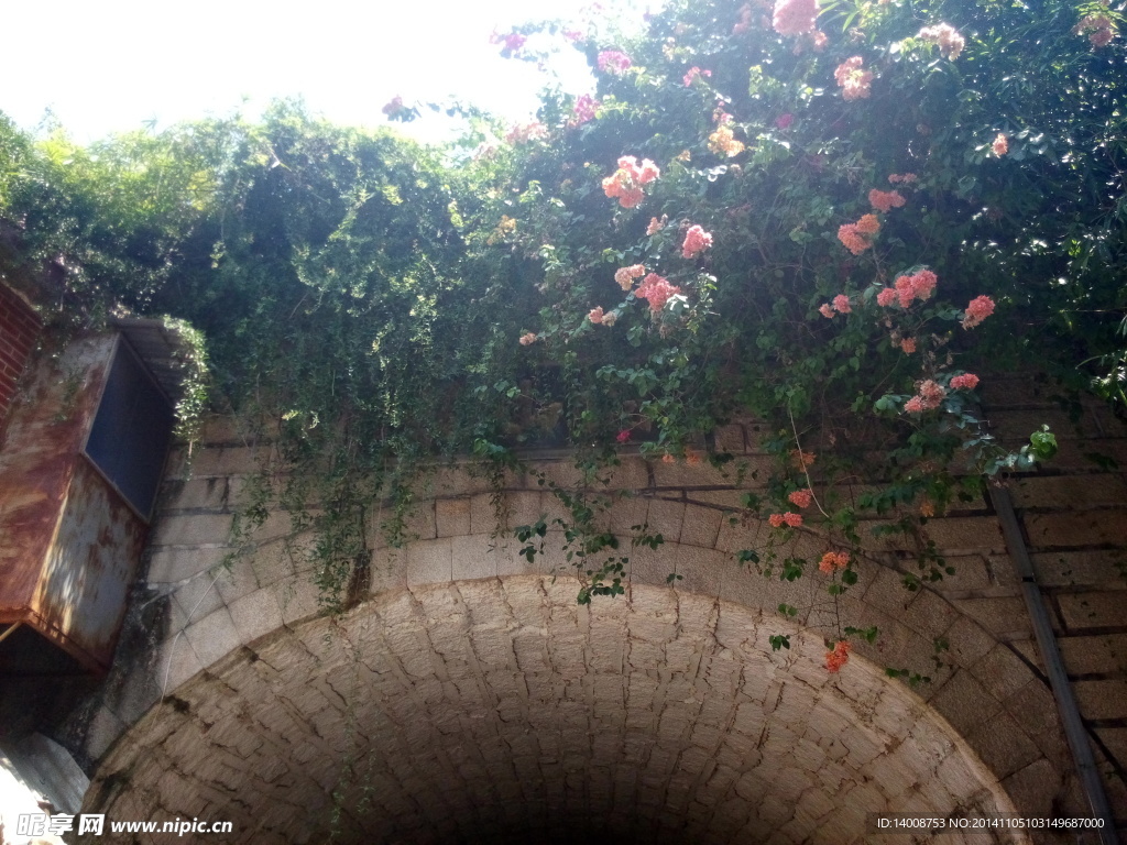 蔷薇 旅游摄影  园林