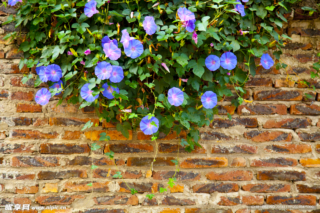 墙上的牵牛花