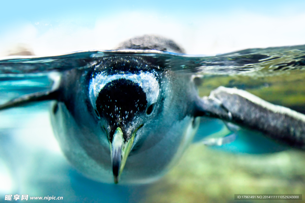 野生动物园企鹅