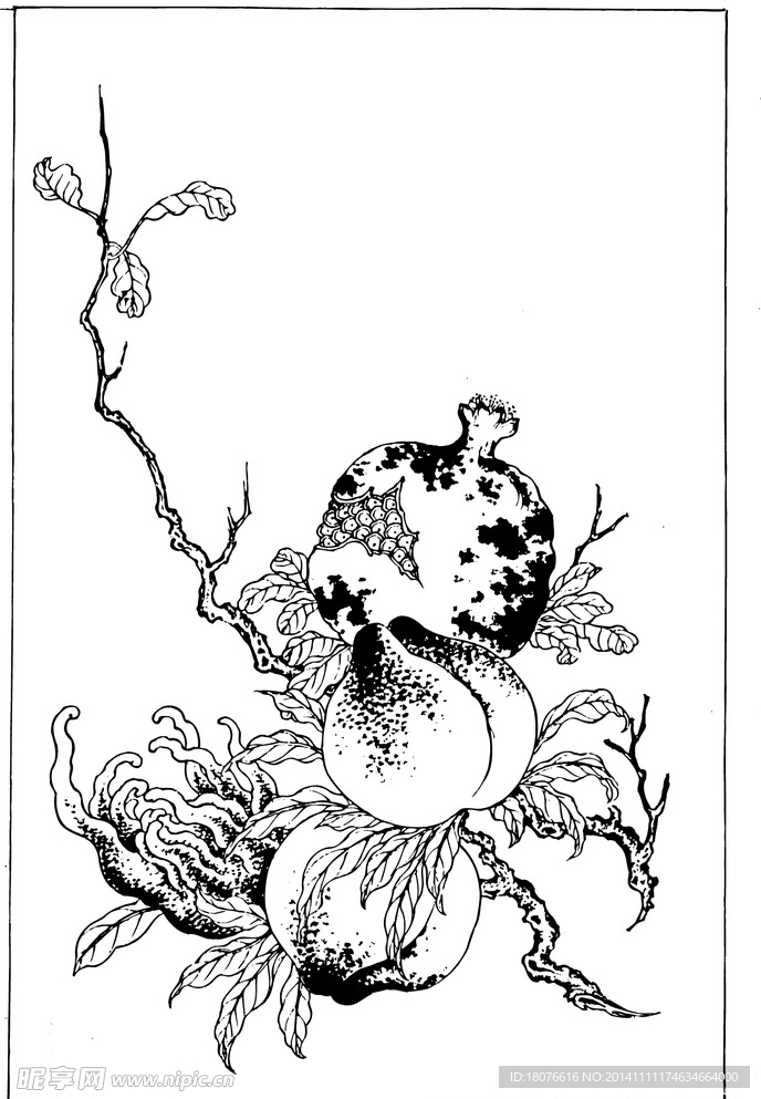 石榴 蟠桃 植物线描 