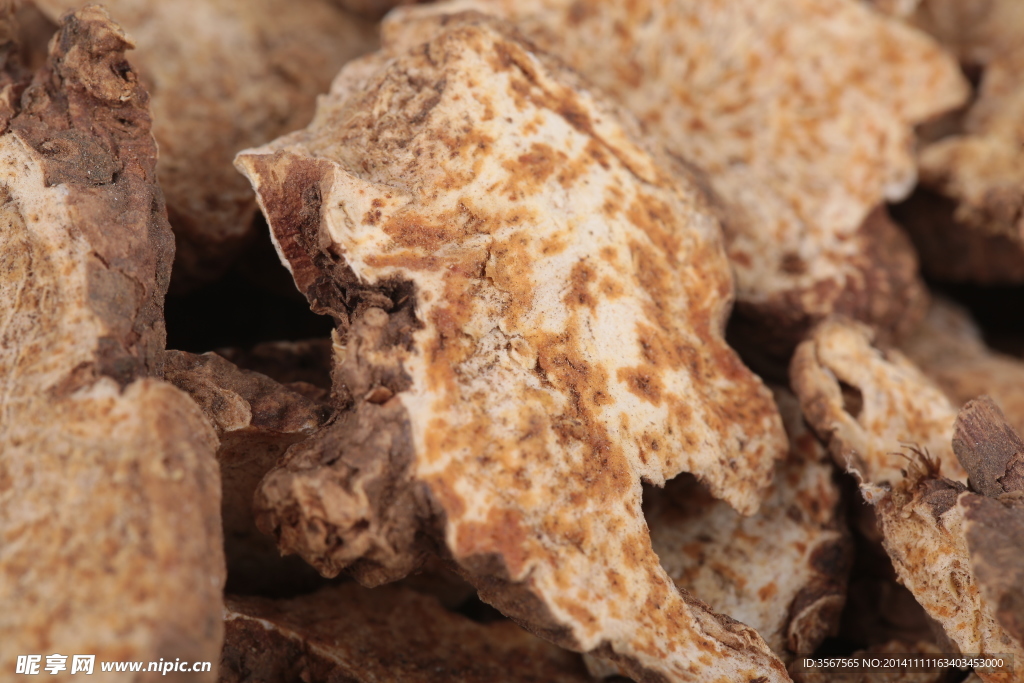 优质苍术中药摄影图