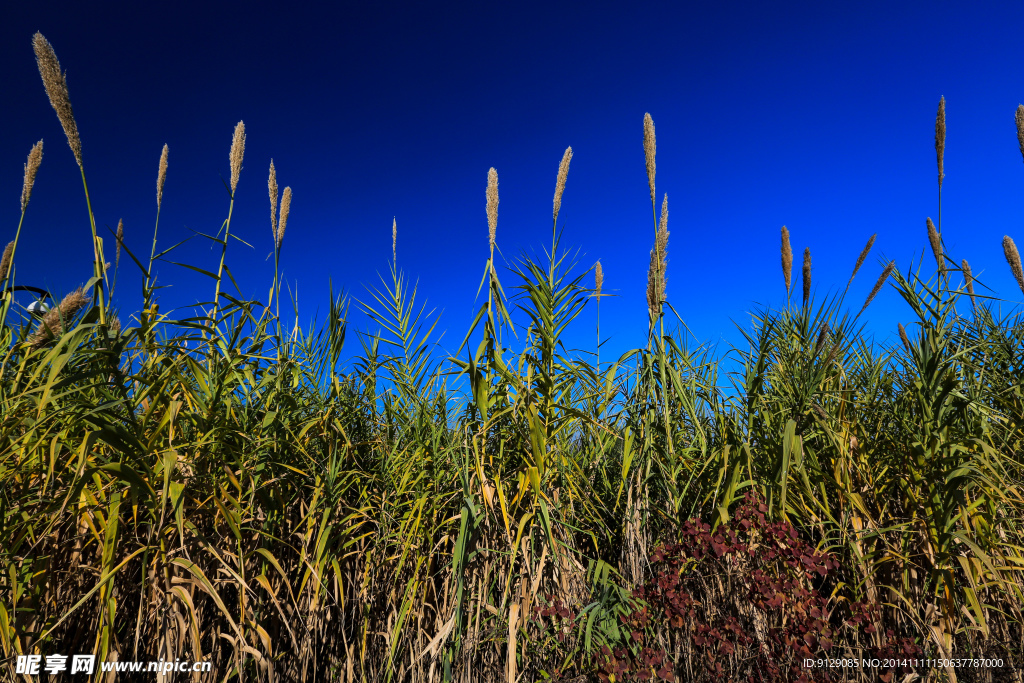 西溪湿地  洪园