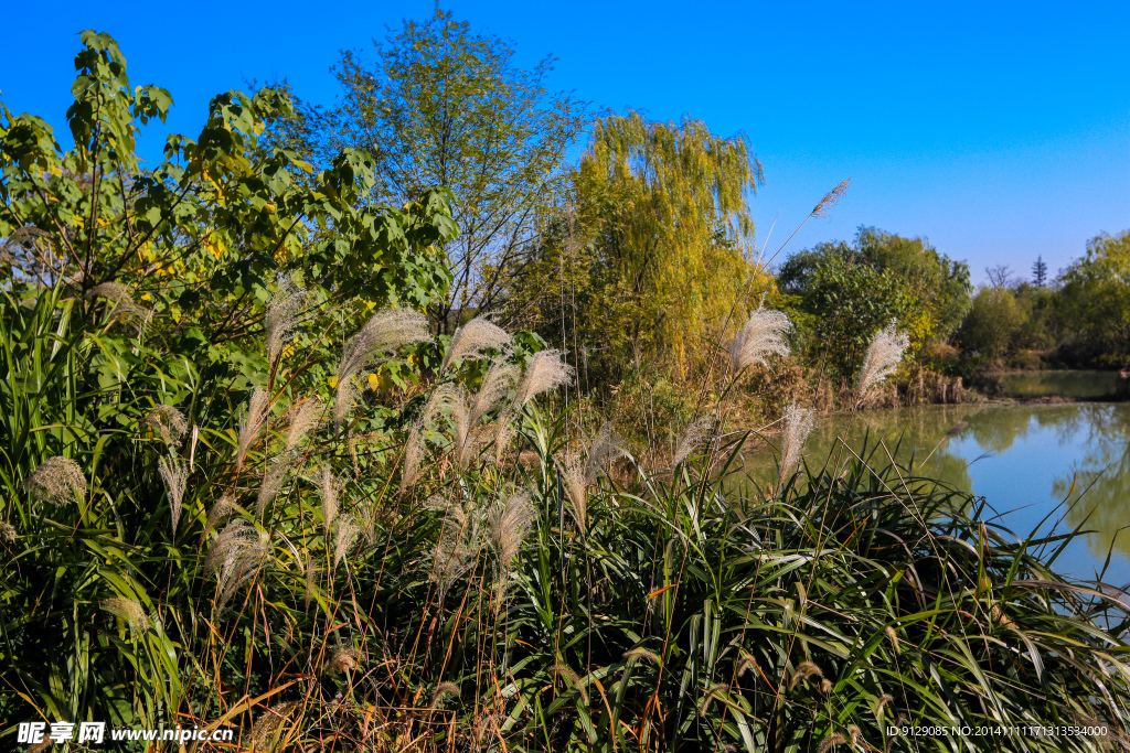 西溪湿地  洪园