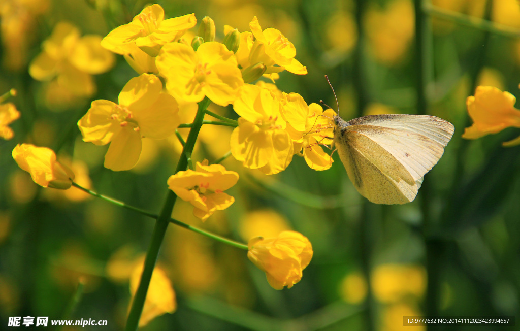 油菜花和蝴蝶