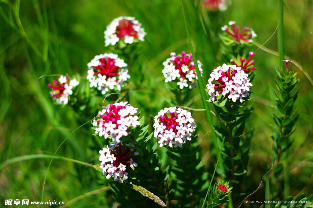 草原小花