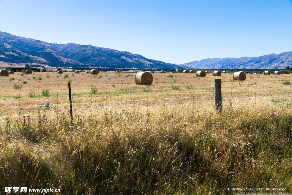 新西兰  特威泽尔