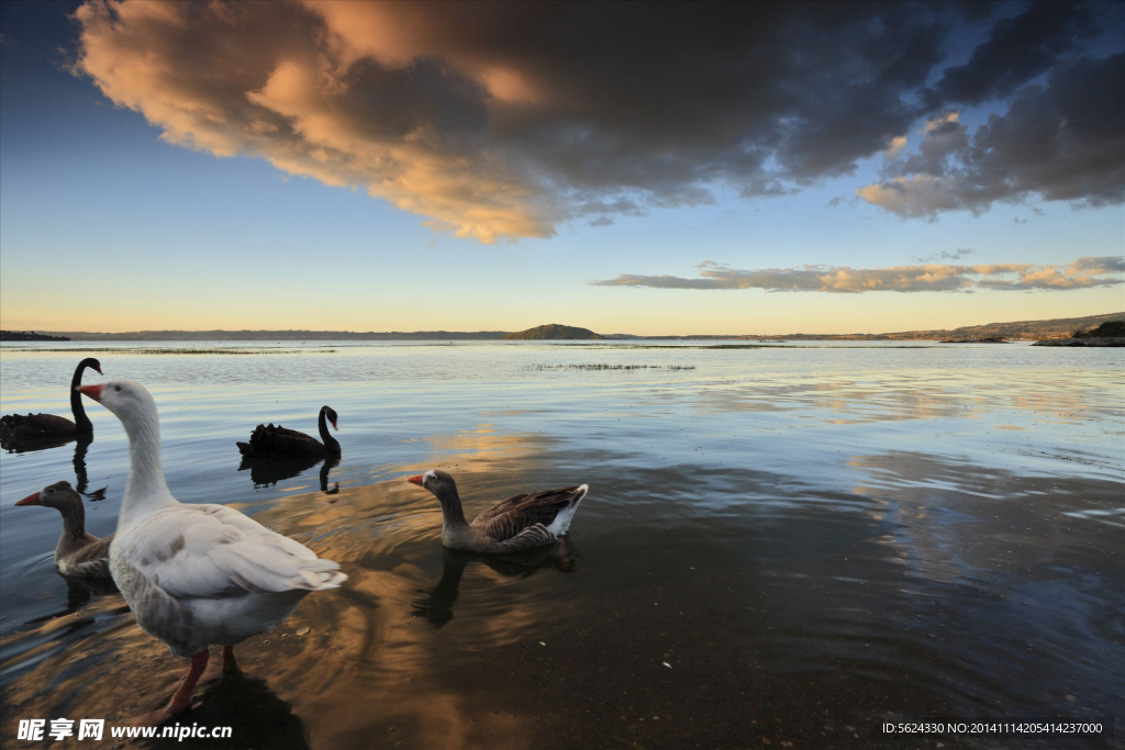 湖泊 天鹅