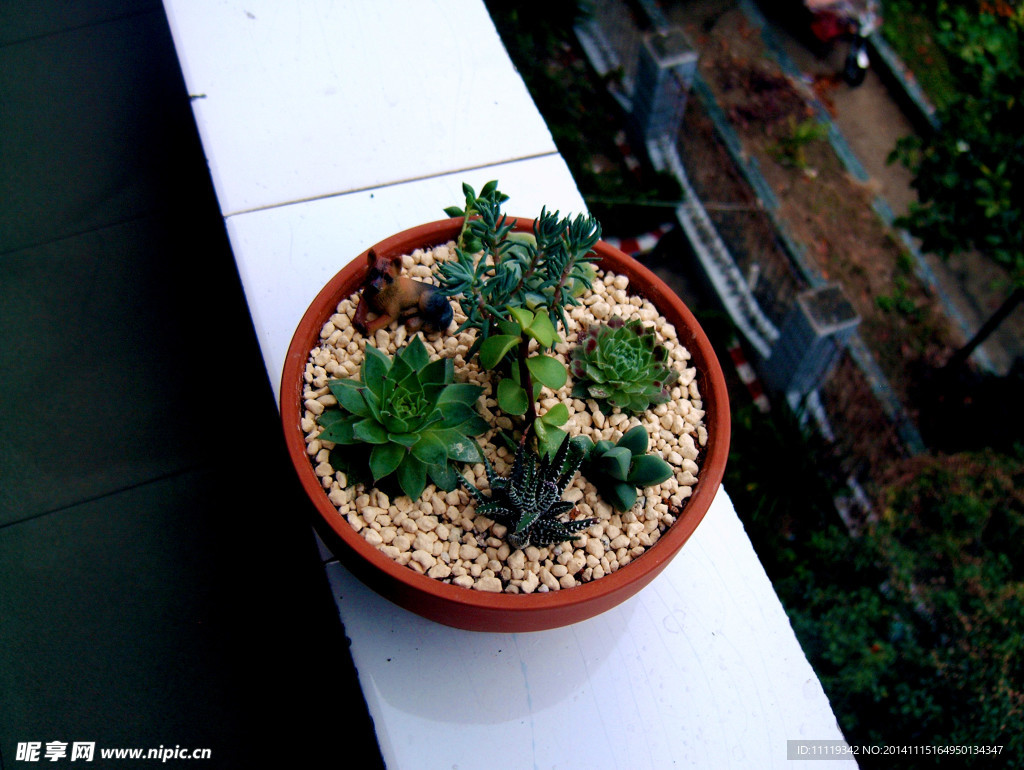 红陶盆里的多肉