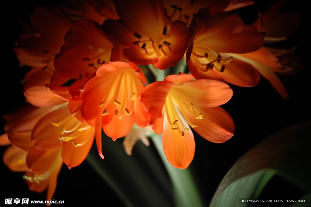 奥林匹克公园野花