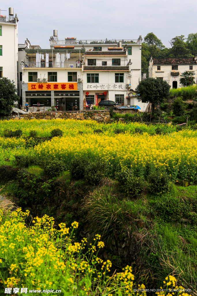 江岭梯田油菜花