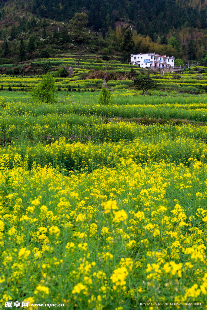 江岭梯田油菜花