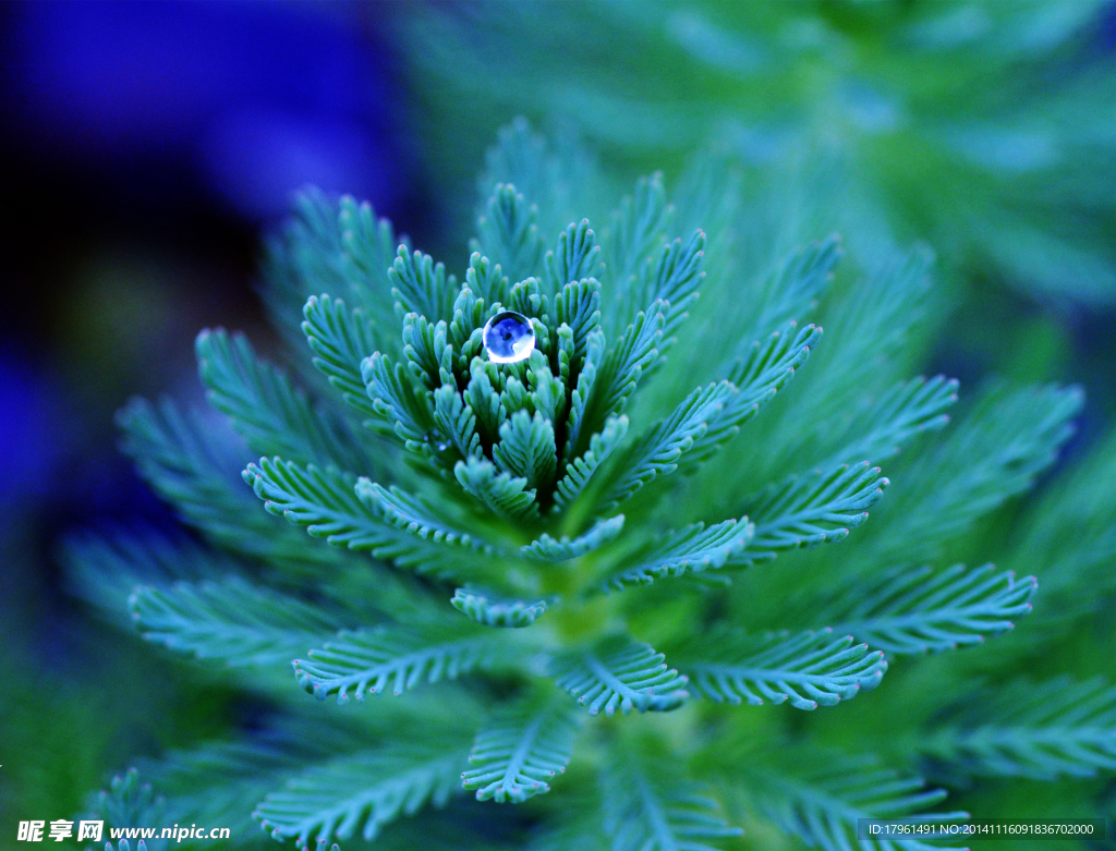 奥林匹克公园野花