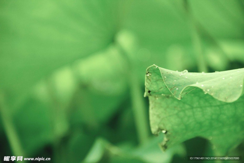 奥林匹克公园荷叶