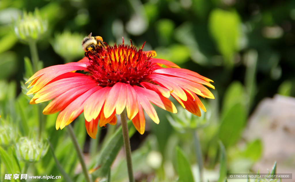 奥林匹克公园非洲菊