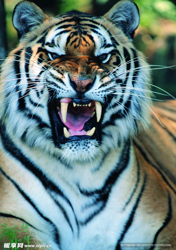 秦皇岛野生动物园老虎