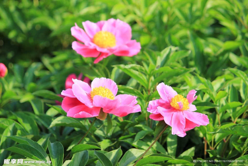 奥林匹克公园牡丹